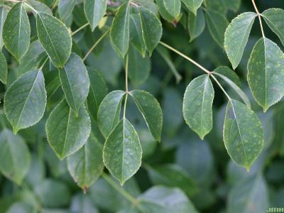 Staphylea trifolia L. (American bladdernut), leaves