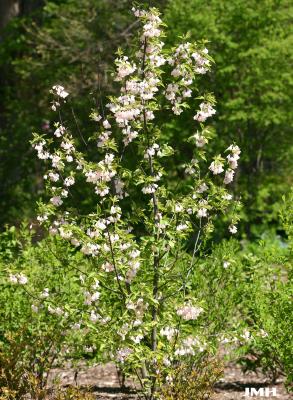 Halesia tetraptera var. monticola ‘Rosea’ (pink-flowered mountain silverbell), growth habit, tree form