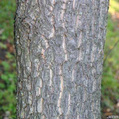 Halesia tetraptera Ellis (silverbell), bark