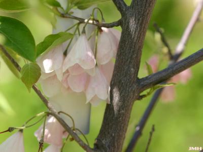 Halesia tetraptera var. monticola ‘Rosea’ (pink-flowered mountain silverbell), close-up of flowers and bark