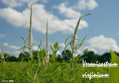 Veronicastrum virginicum (L.) Farw. (Culver’s root), inflorescences