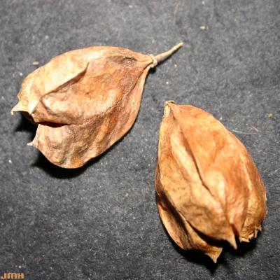 Staphylea trifolia L. (American bladdernut), close-up of ripe fruit