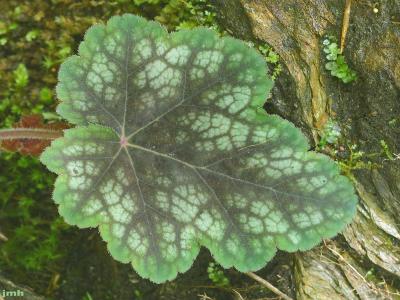 Heuchera americana (American alumroot), close-up of leaf