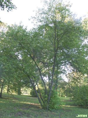 Halesia tetraptera Ellis (silverbell), growth habit, tree form