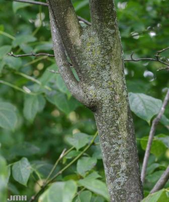 Staphylea trifolia L. (American bladdernut), bark