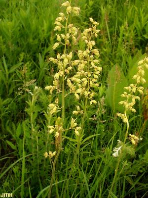 Heuchera richardsonii (prairie alumroot), inflorescence