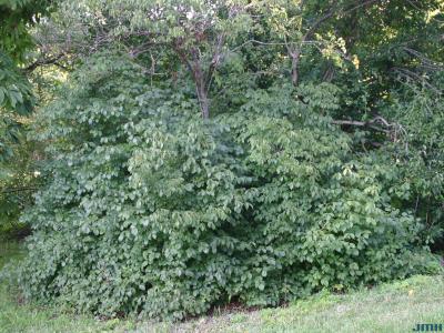 Staphylea trifolia L. (American bladdernut), growth habit, shrub form