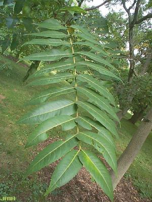 Ailanthus altissima (Mill.) Swingle (tree of heaven), leaf