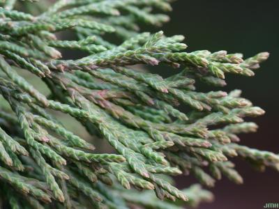 Juniperus virginiana ‘Nova’ (Nova eastern red-cedar), close-up of leaves