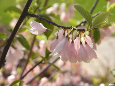 Halesia tetraptera var. monticola ‘Rosea’ (pink-flowered mountain silverbell), close-up of flowers