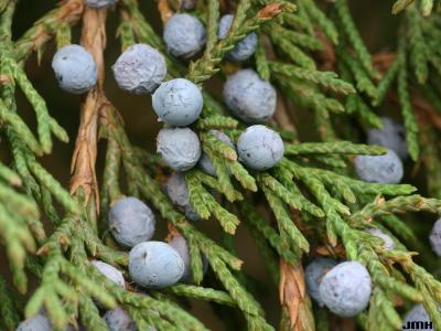 Juniperus virginiana ‘Nova’ (Nova eastern red-cedar), fruit