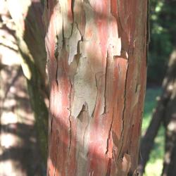 Taxus x hunnewelliana Rehd. (Hunnewell yew), bark