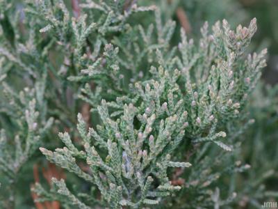 Juniperus virginiana ‘Nova’ (Nova eastern red-cedar), leaves