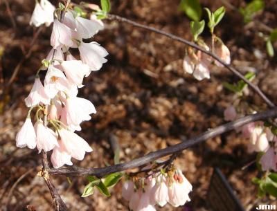 Halesia tetraptera var. monticola ‘Rosea’ (pink-flowered mountain silverbell), flowers