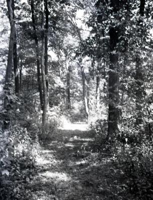 Walking path through wooded area on Arboretum east side, slightly curving to the right
