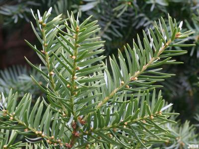 Taxus x media ‘Farmen’ (Farmen Anglo-Japanese yew), close-up of leaves