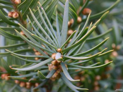 Taxus x media ‘Farmen’ (Farmen Anglo-Japanese yew), close-up of leaves showing pollen strobili
