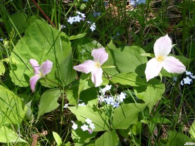 Trillium grandiflorum (Michx.) Salisb. (great white trillium), flowers and leaves