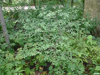 Dirca palustris L. (leatherwood), growth habit, shrub form