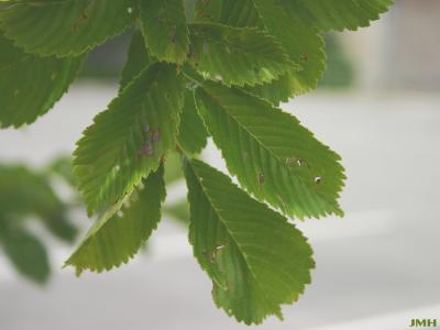 Ulmus davidiana var. japonica 'Morton' (Father David’s elm - ACCOLADE®), leaves