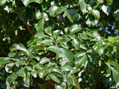 Ulmus 'Morton Glossy' (Elm – TRIUMPH ™), leaves