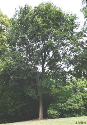 Ulmus 'Morton Glossy' (Elm – TRIUMPH ™), growth habit, tree form