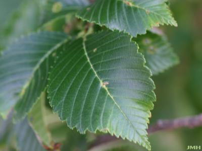 Ulmus 'Morton Red Tip' (DANADA CHARM ™), leaf