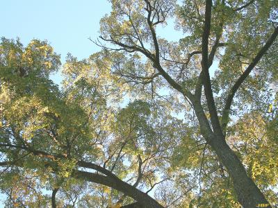 Ulmus davidiana var. japonica 'Morton' (Father David’s elm - ACCOLADE®), branches