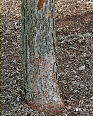 Ulmus davidiana var. japonica 'Morton' (Father David’s elm - ACCOLADE®), bark