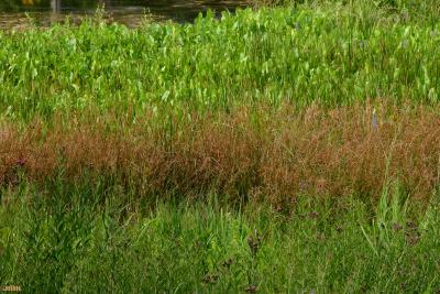 Sparganium eurycarpum Engelm. (common bur reed), growth habit