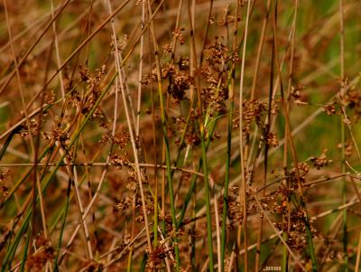 Sparganium eurycarpum Engelm. (common bur reed), flowers
