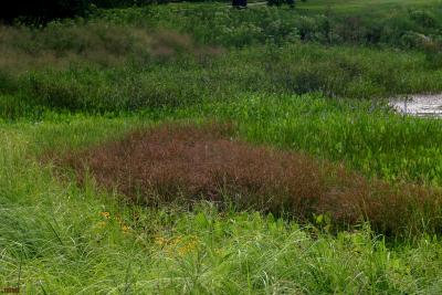 Sparganium eurycarpum Engelm. (common bur reed), growth habit, habitat