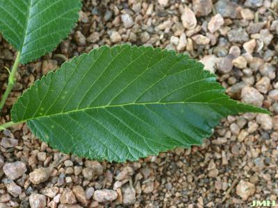 Ulmus 'Morton Glossy' (Elm – TRIUMPH ™), leaf