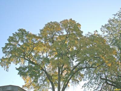 Ulmus davidiana var. japonica 'Morton' (Father David’s elm - ACCOLADE®), growth habit, tree form