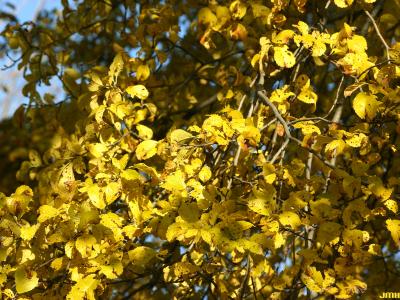 Ulmus davidiana var. japonica 'Morton' (Father David’s elm - ACCOLADE®), leaves, fall color