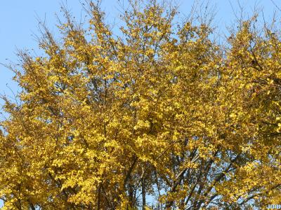 Ulmus davidiana var. japonica 'Morton' (Father David’s elm - ACCOLADE®), top branches, fall color