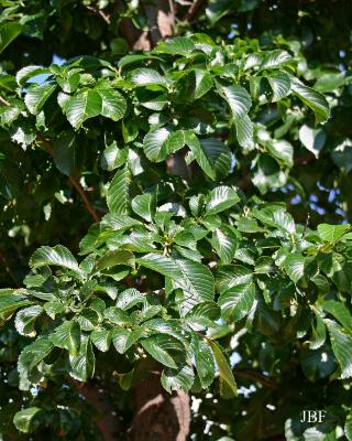 Ulmus 'Morton Glossy' (Elm – TRIUMPH ™), leaves