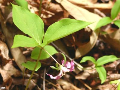 Trillium vaseyi Harbison (sweet wakerobin), flower and leaves