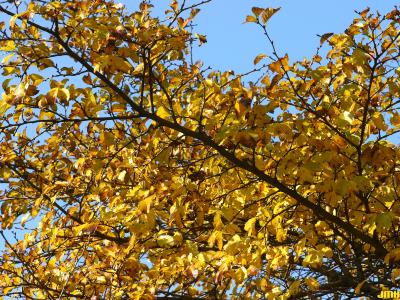 Ulmus davidiana var. japonica 'Morton' (Father David’s elm - ACCOLADE®), branch, fall color