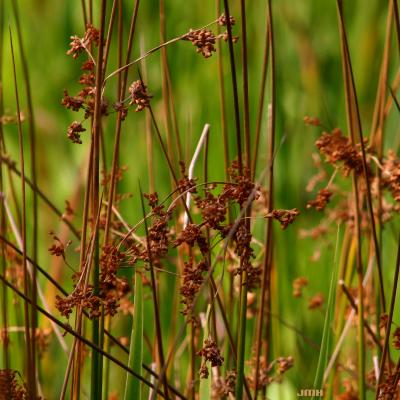 Sparganium eurycarpum Engelm. (common bur reed), close-up of inflorescence