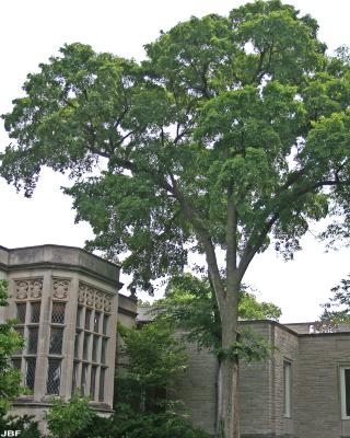 Ulmus davidiana var. japonica 'Morton' (Father David’s elm - ACCOLADE®), growth habit, tree form