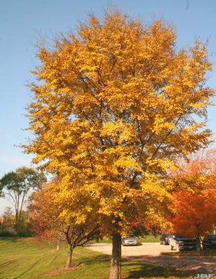 Ulmus davidiana var. japonica 'Morton' (Father David’s elm - ACCOLADE®), growth habit, tree form, fall color