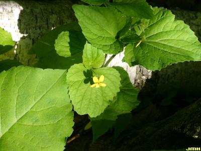 Viola pubescens (yellow violet), flower and leaves
