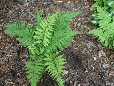 Athyrium filix-femina (L.) Roth ssp. angustum (Willd.) R.T. Clausen (subarctic ladyfern), fern, growth habit