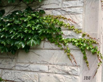 Parthenocissus tricuspidata (Sieb. & Zucc.) Planch. (Boston-ivy), vine, growth habit on stone wall
