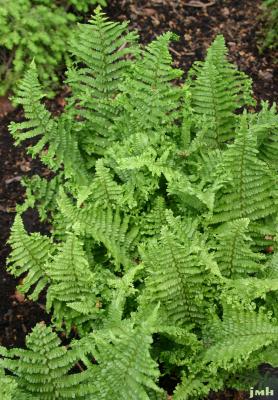 Athyrium filix femina 'Cristatum' (Crested Lady Fern), fern, growth habit