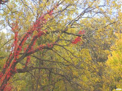 Parthenocissus quinquefolia (L.) Planch. (virginia creeper), vine, growth habit on tree, fall color