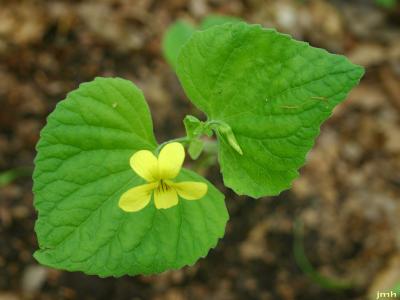 Viola pubescens (yellow violet), flower and leaves
