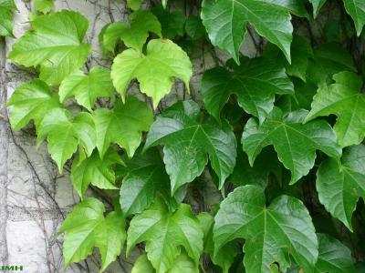 Parthenocissus tricuspidata (Sieb. & Zucc.) Planch. (Boston-ivy), vine, leaves