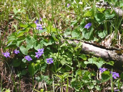 Viola sororia Willd. (common blue violet), habit 
